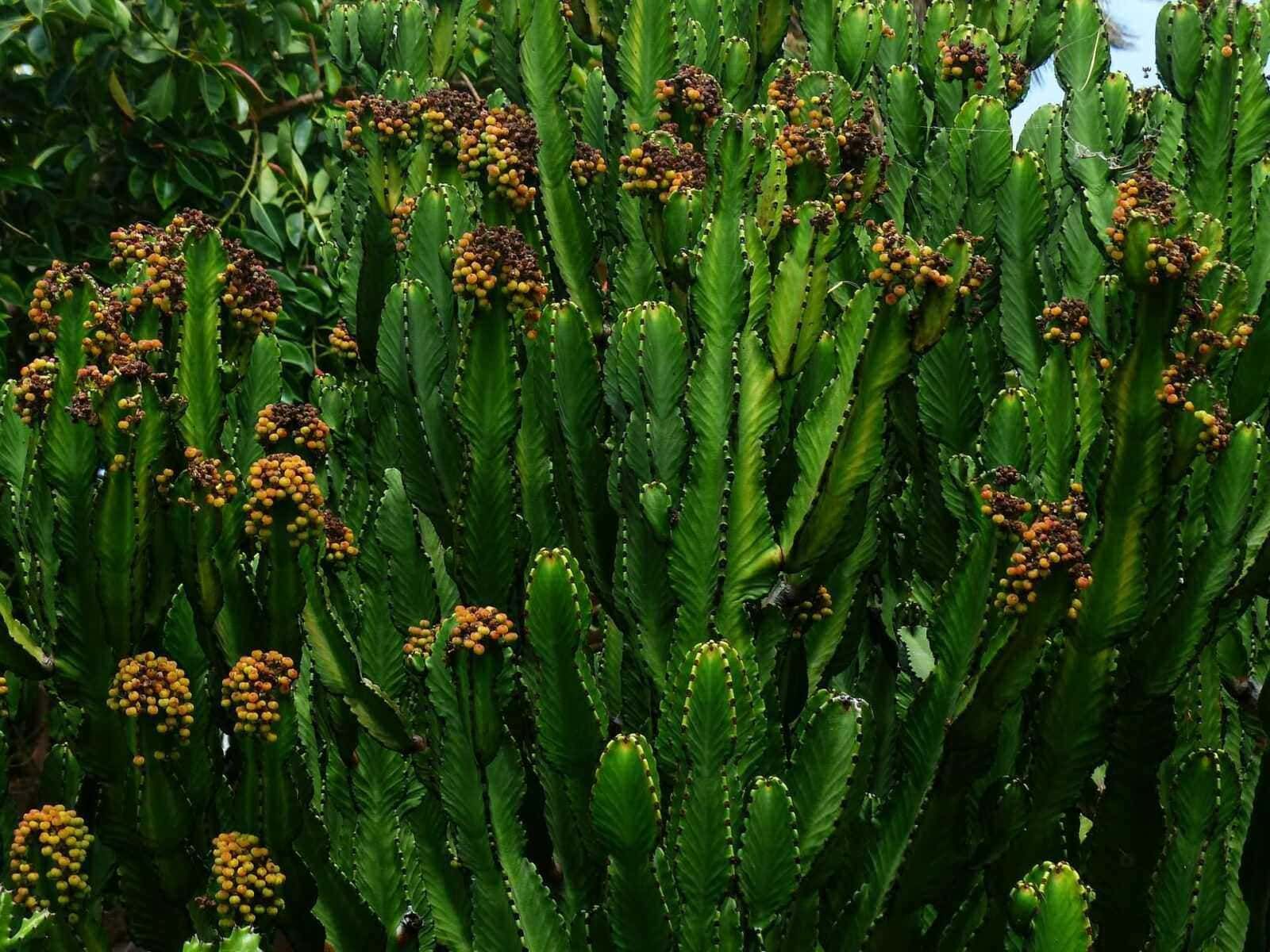 Foglie di pianta succulenta con bacche mature di colore giallo-arancio e viola, ambientata in un giardino naturale, espressione di botanica e natura.