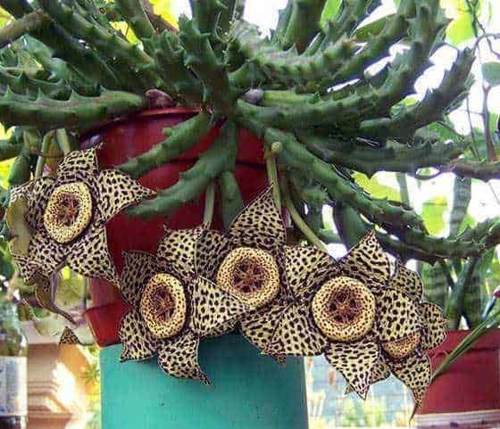 Fiore diGli fiori a forma di stella con motivo leopardato attorno a una pianta succulenta in vaso, perfetti per decorazioni esotiche e di piante rare, ideale per il giardinaggio botanico.