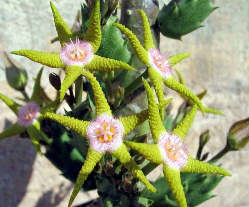 Fiore di cactus succulento in primo piano, dettagli di fiori rosa e verdi, appunti sul blog sul mondo delle piante grasse e succulente, guide sulla coltivazione e cura delle piante.