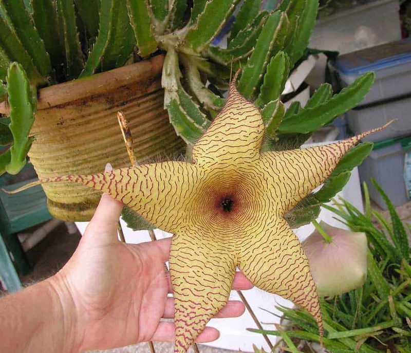 Stella di difficile coltivazione, fiore insolito con grandi petali gialli e venature rosse, tipica delle piante tropicali, perfetta per collezionisti di flora rara.