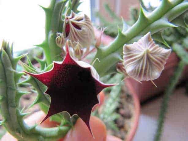Fioritura di cactus con fiori unici e spinosi, dettagliato primo piano della pianta succulenta con fiori colorati e strutture spinose, perfetto per gli appassionati di piante succulente e giardinaggio.