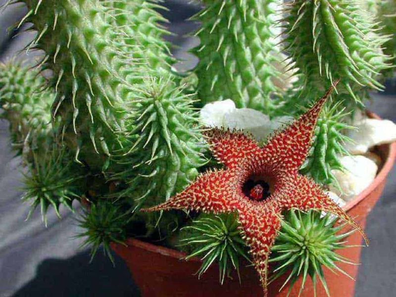 Fiore di stella di mare rosso tra cactus verdi con spine lunghe, in vaso di terracotta, dettaglio di piante da giardino succulente.