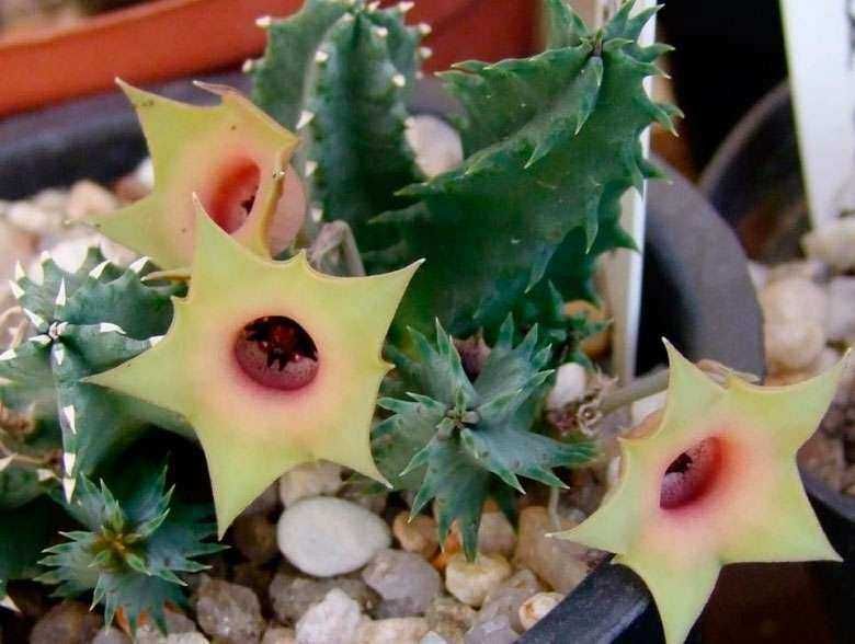 16 Piante grasse da interno facili da curare -  Primula di Huernia 