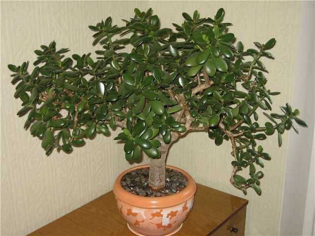 16 Piante grasse da interno facili da curare-  Crassula 
