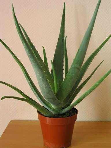 16 Piante grasse da interno facili da curare: Aloe Vera 