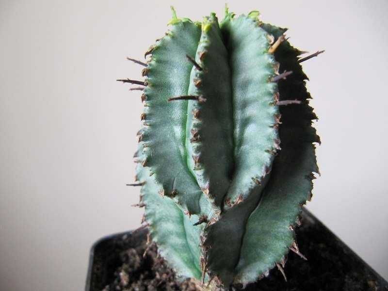 Codice di un cactus succulento, pianta decorativa e resistente, ideale per interni ed esterni, con spine spesse e foglie verdi tendenti al grigio. Perfetta per appassionati di piante rare e desertiche.