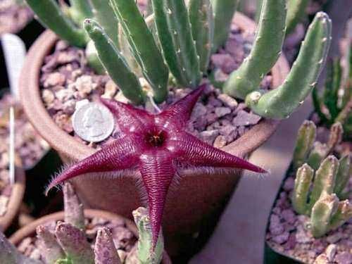 Starfish pianta succulenta in vaso, pianta grassa ornamentale con forma simile a una stella, coltivata come pianta d’appartamento, ideale per decorazioni naturali e collezioni di piante rare.
