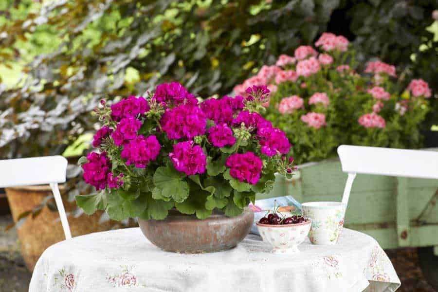 Piante in vaso adatte a chi soffre di allergie: 7 Piante in vaso per chi soffre di allergie