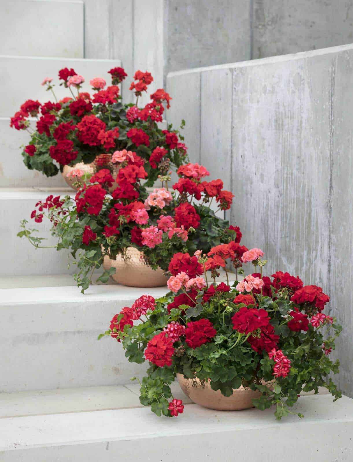 Gerani in vaso sui gradini di una scala di pietra, fiori colorati e ornamentali, perfetti per decorare esterni, balconi e giardini, con elementi di design e cura delle piante.
