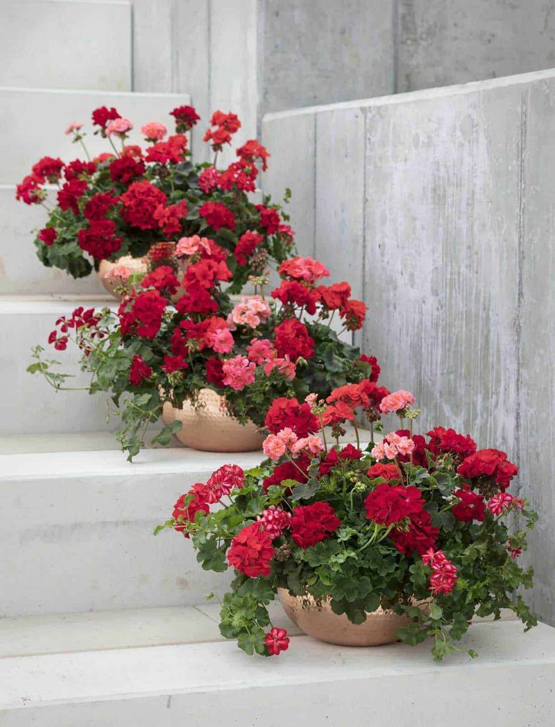 Come prendersi cura dei gerani in ogni stagione 8 Gerani in vaso sui gradini di una scala di pietra, fiori colorati e ornamentali, perfetti per decorare esterni, balconi e giardini, con elementi di design e cura delle piante.