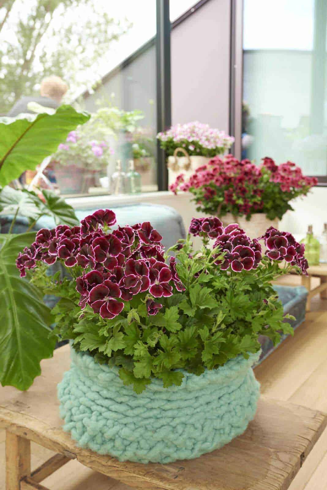 Fiori di geranio in vaso su tavolo di legno in ambiente soleggiato, decorazioni floreali in casa.