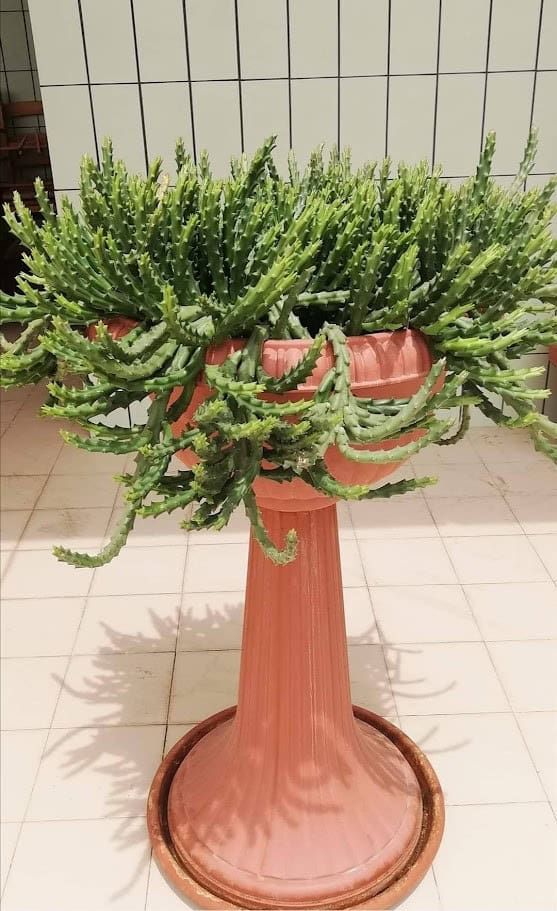 16 Piante Grasse da Interno Fiorite: piccole e senza cura 9 Testa di medusa euforbia