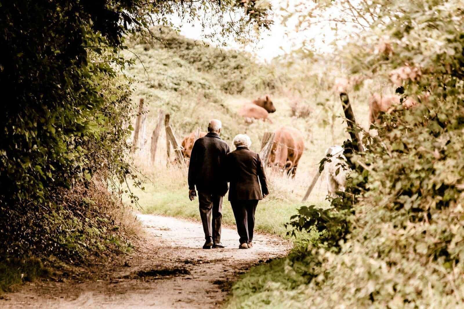 Passeggio tranquillo tra natura e mucche al pascolo, scenari rurali suggestivi per apprezzare la bellezza della campagna italiana.