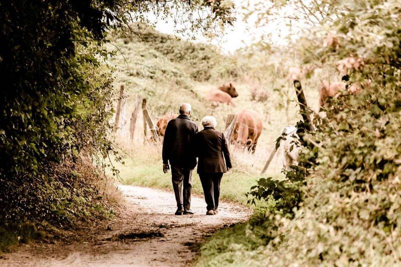 15 rimedi naturali per controllare l'ipertensione 2 Passeggio tranquillo tra natura e mucche al pascolo, scenari rurali suggestivi per apprezzare la bellezza della campagna italiana.