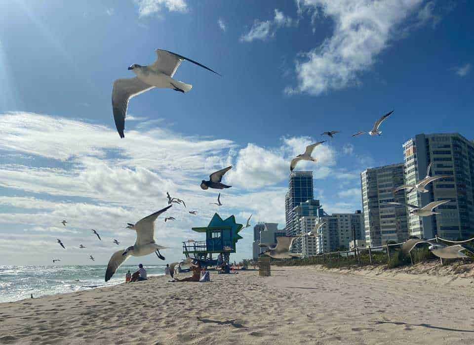 Voli di gabbiani sulla spiaggia di fronte a grattacieli e un casotto di salvataggio a Miami Beach, Florida.
