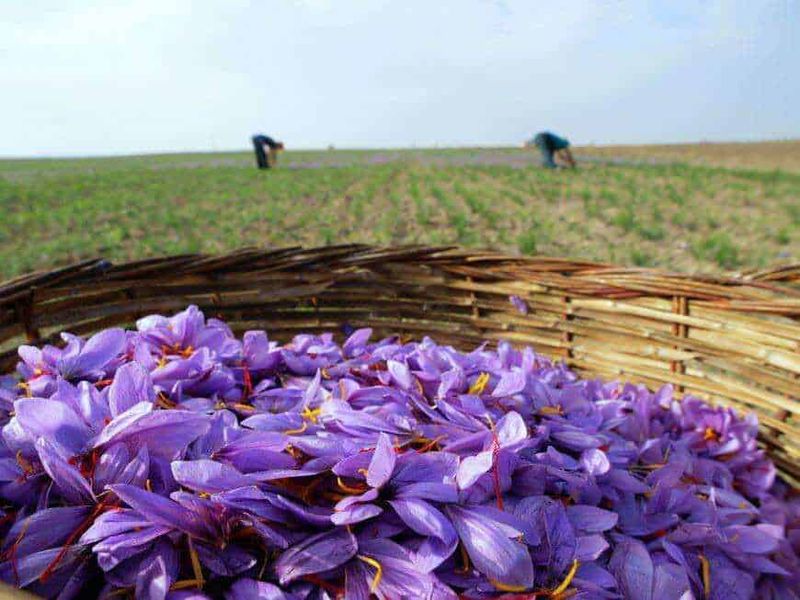 Fiore di crocus viola raccolto in un campo, con lavoratori agricoli al lavoro sullo sfondo, simbolo di primavera e raccolta di fiori selvatici in campagna.