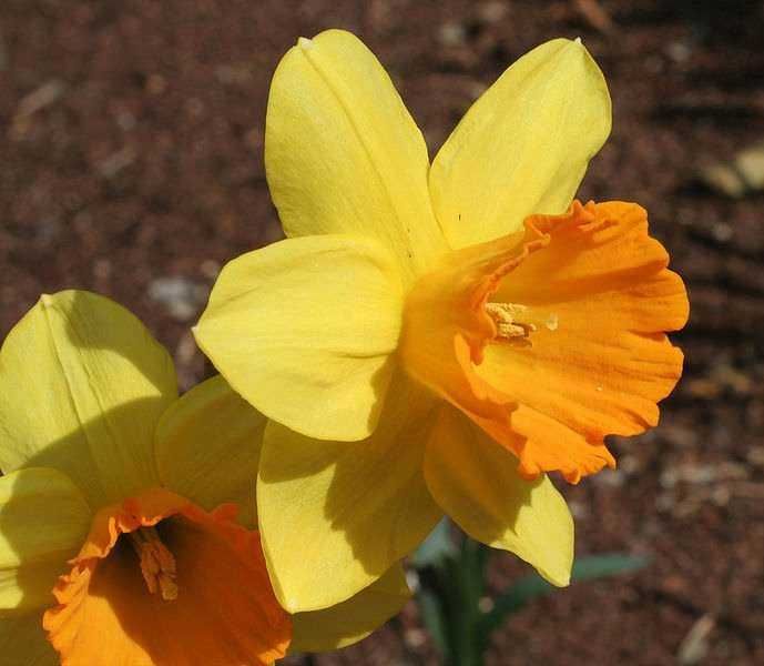 10 piante per fioriere da balcone per abbellire l'esterno! 5 Giglio giallo con fiori arancioni, immagine di fiori primaverili, perfetta per blog di giardinaggio e natura.