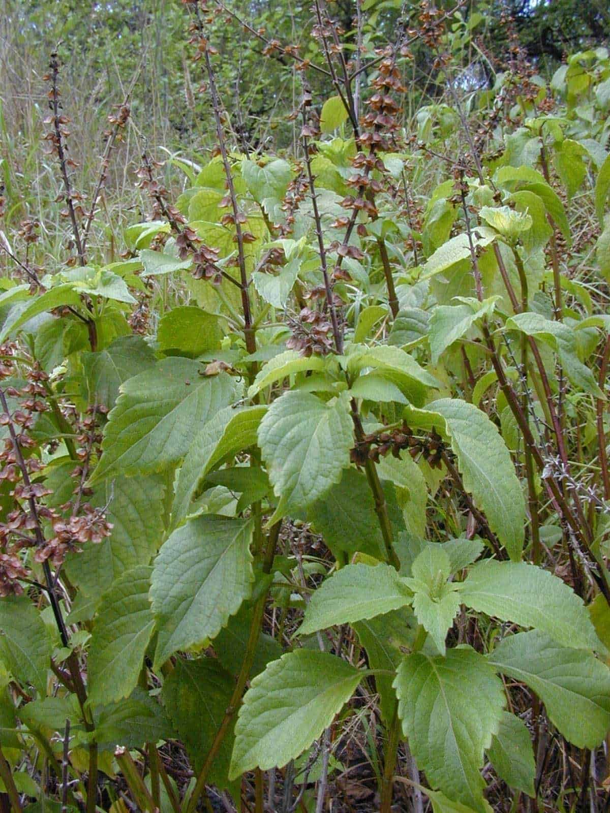 Foglie di menta selvatica con steli viola e fiori secchi, crescita naturale in un ambiente di campo aperto, evidenziando la freschezza e il verde vibrante delle piante aromatiche.