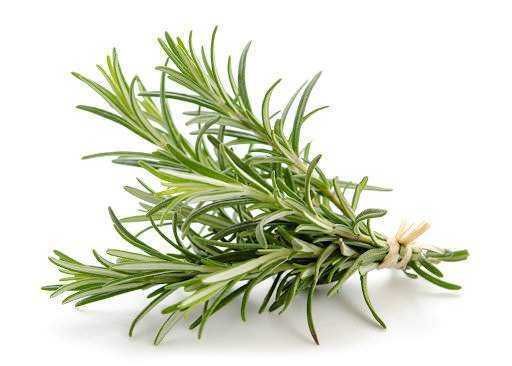 Rosa dei rosmarino freschi, aromatico e naturale, ideale per cucina e tisane.