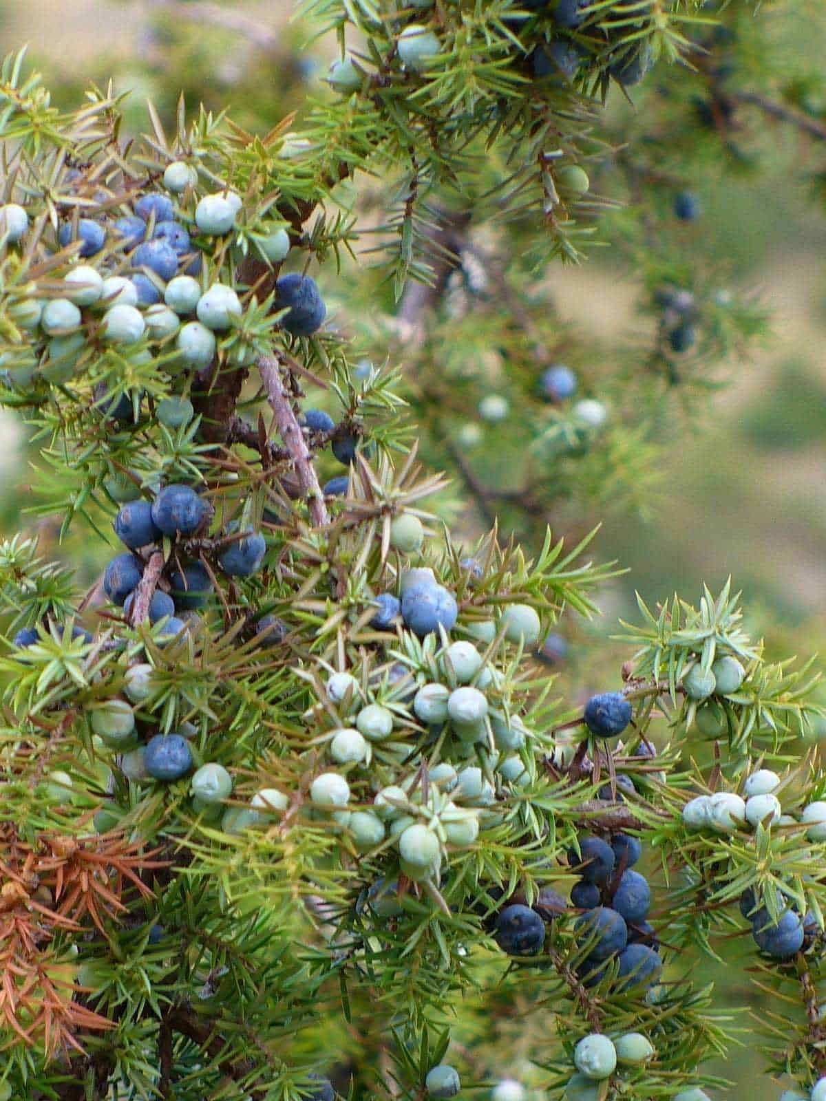 Mirtilli selvatici su arbusto, frutti blu e verdi, natura, pianta di montagna, raccolta di miele, ambiente naturale, crescita spontanea, alimentazione sana, biodiversità.