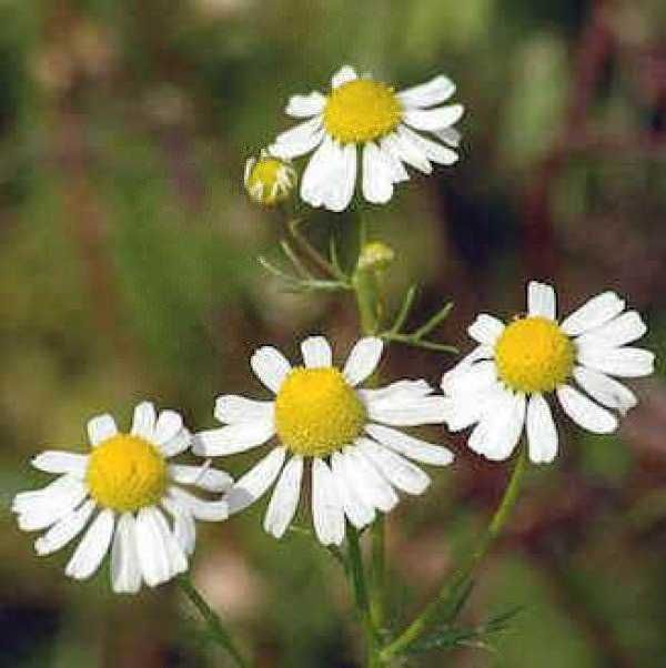 12 piante e fiori zodiaco portafortuna da regalare