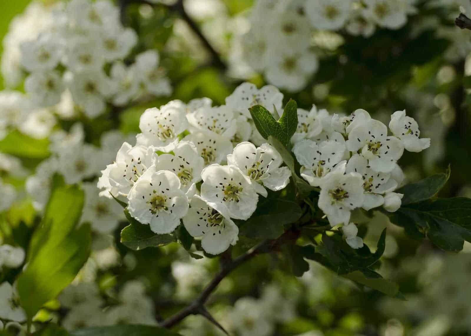 12 piante e fiori zodiaco portafortuna da regalare