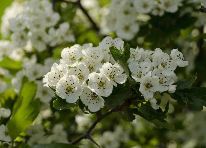 12 piante e fiori portafortuna per i segni dello zodiaco da regalare 3 12 piante e fiori zodiaco portafortuna da regalare