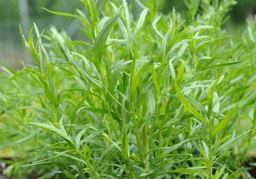 Pianta di erba aromatica fresca in crescita nel giardino; ideale per cucina e tisane.