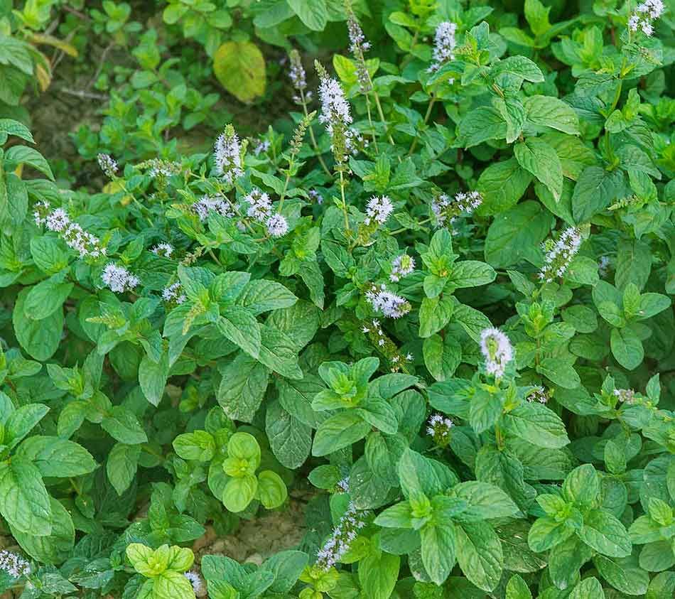 Foglie di menta fresca con fiori bianchi, pianta aromatica ideale per cucina e tisane, coltivata in giardino o vaso, ricca di proprietà benefiche e antiossidanti, ideale per il relax e il benessere naturale.