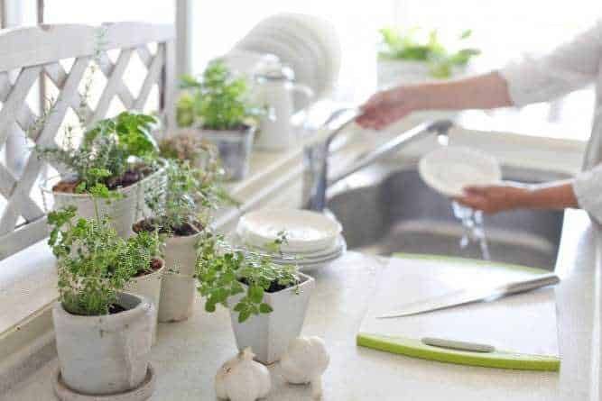 Piante e fiori portafortuna: Pianta di piante aromatiche in cucina con lavello e stoviglie, atmosfera luminosa e fresca, perfetta per orticoltura urbana e giardinaggio domestico.