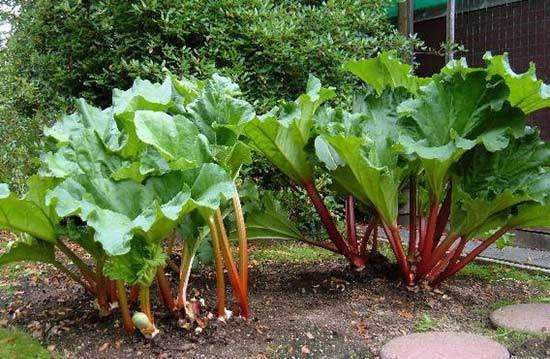 Foglie di rhubarb coltivato in giardino, pronto per la raccolta e la cucina.