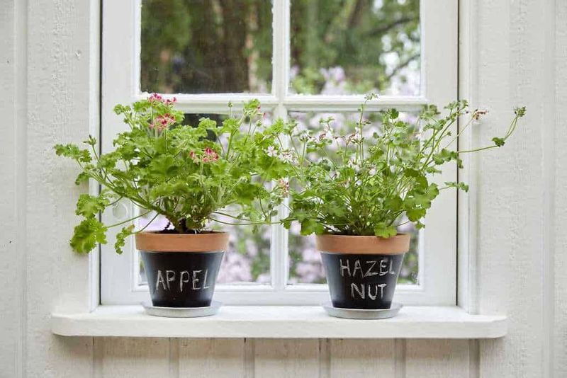 Appendi di piante aromatiche in vasi con lavagna, ideale per decorare la cucina e coltivare erbe fresche come menta, origano o prezzemolo. Perfetto esempio di giardinaggio domestico sul blog Appunti Sul Blog.