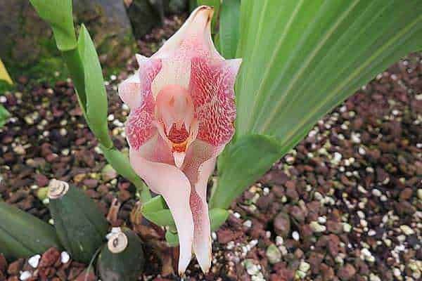 Fiore di orchidea di bell'aspetto con petali rosa e bianchi, cresce in un vaso con terriccio ricco di ciottoli. Perfetta per appassionati di piante e giardinaggio, questa orchidea aggiunge eleganza al giardino o alla casa.