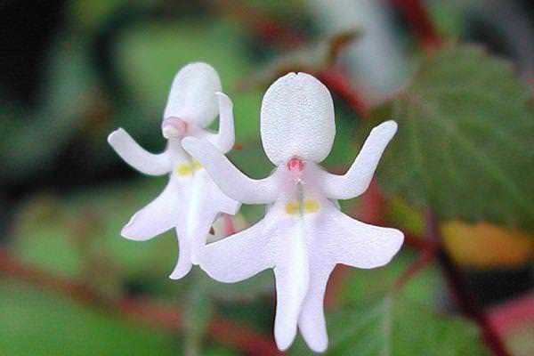 Libro illustrato: Fiore di impatiens con petali bianchi e forma singolare, perfetto per decorazioni floreali e giardini privati.