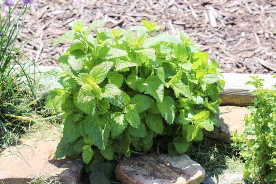 Foglie di melissa fresca coltivata in giardino