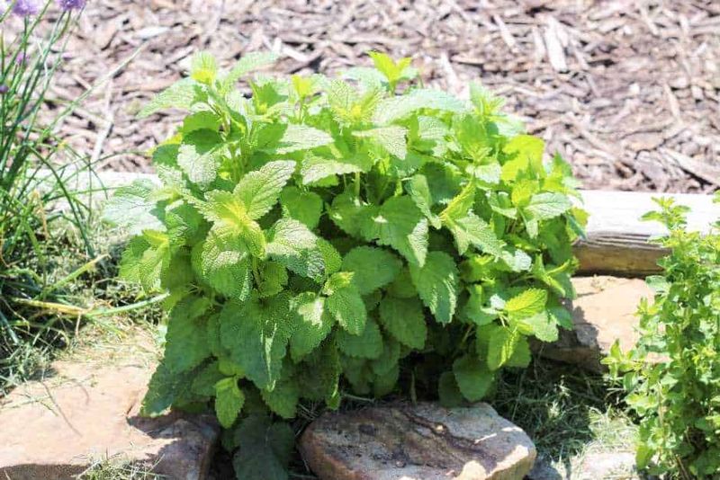 I benefici e le proprietà della melissa per corpo e mente 3 Foglie di melissa fresca coltivata in giardino