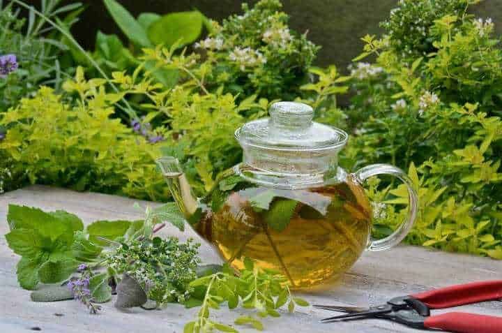 I benefici e le proprietà della melissa per corpo e mente 4 Tisana alla melissa
