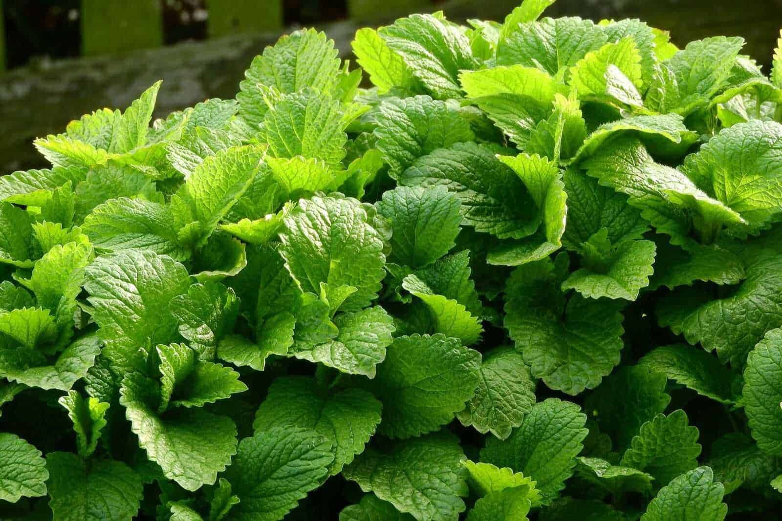 Melissa: pianta aromatica dalle foglie profumate
