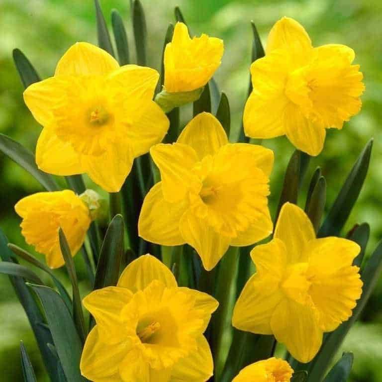 Gigli gialli in fiore con foglie verdi lush, immagine di fiori primaverili.