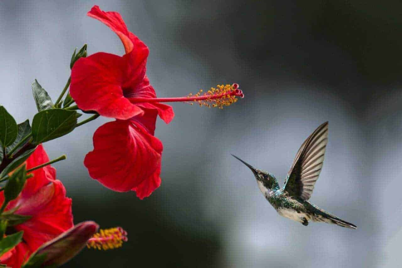 Fiore di ibisco rosso con colibrì che si avvicina all'8, in un'immagine naturale e affascinante, perfetta per appunti sul blog e contenuti sulla natura e il mondo degli uccelli.