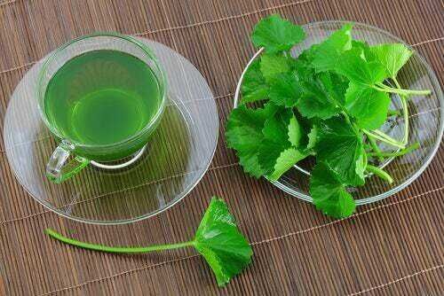 Tisana di foglie di ginkgo biloba, infuso verde in tazza di vetro, rimedi naturali, benessere e salute, tè fitoterapico, prodotti naturali per il fitness e la cura del corpo.