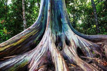 Radici di albero con effetti colorati nel paesaggio naturale.