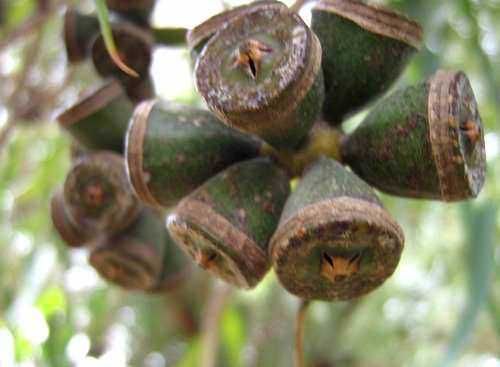 Bacche di piante tropicali verdi con corteccia spessa, dettaglio vicino.