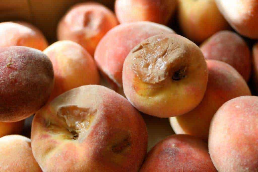 Pesche fresche e succose, ideale per ricette dolci o gustare come spuntino salutare. Frutta di alta qualità, perfetta per una dieta equilibrata e ricca di vitamine.