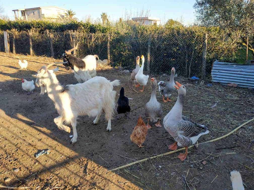 Antiche tecniche di allevamento degli animali