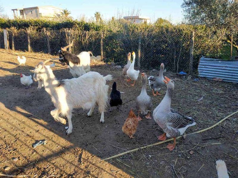 15 Mestieri Antichi Scomparsi: i lavori che non esistono più 5 Antiche tecniche di allevamento degli animali