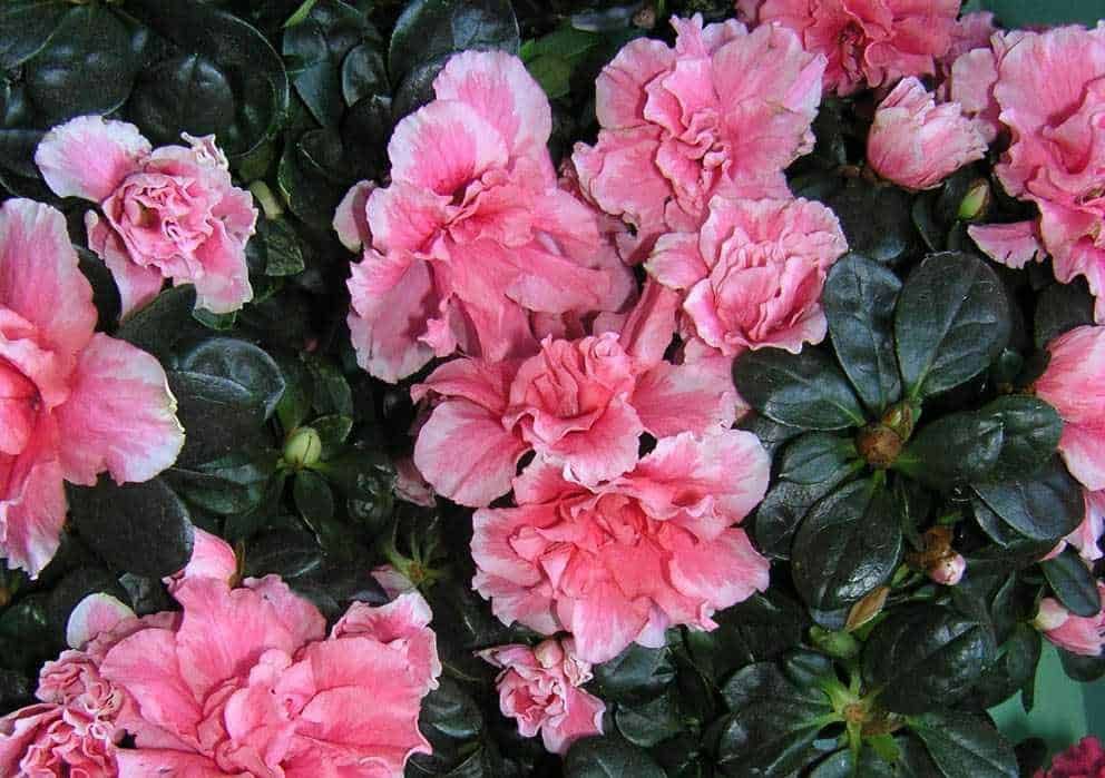 Fiori di azalea rosa con foglie verde scuro, perfetti per decorazioni primaverili, giardini e regali floreali, ideali per aggiungere colori vivaci e natura agli spazi esterni e interni.
