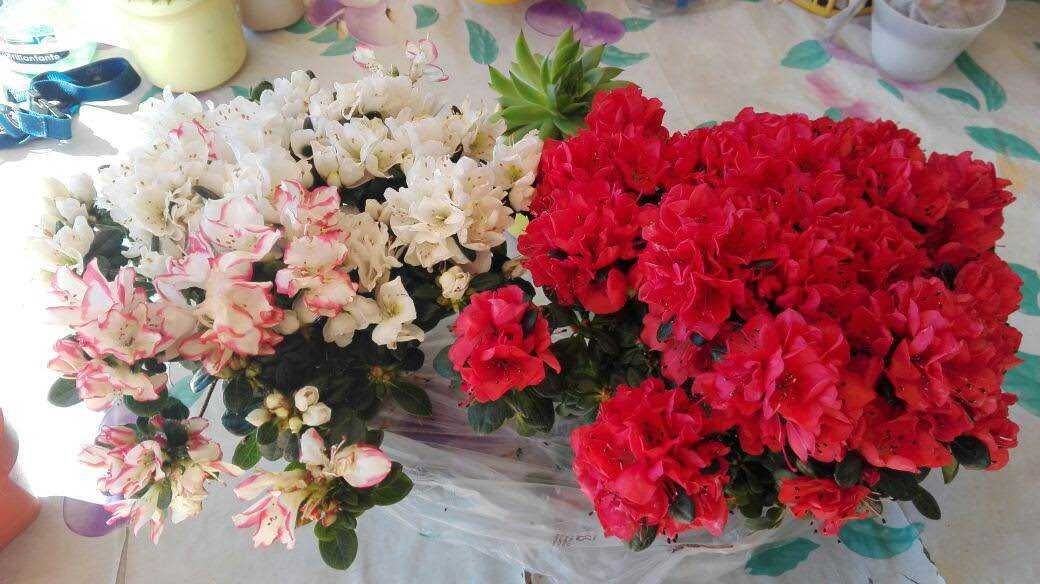 Fiori di azalea rosa e rossa freschi eColorati, pronti per decorazioni e regali primaverili, con foglie verdi lucenti, perfetti per abbellire ogni ambiente e celebrare occasioni speciali.