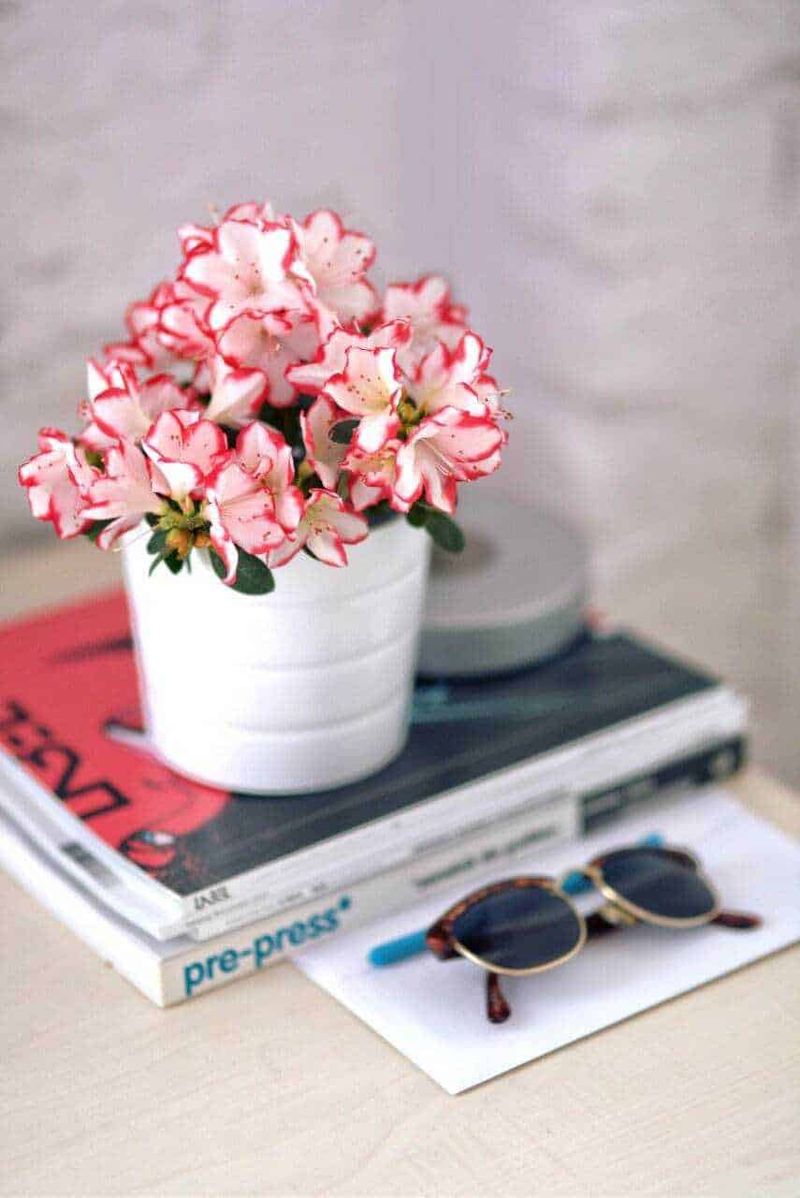 FileName: fiori-rosa-in-vaso-come-ritrarre-blog.jpg.