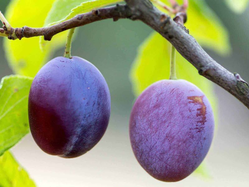 Prugne secche: 12 benefici, fanno bene davvero? Proprietà, ferro, calcio e controindicazioni 2 Prugne fresche, frutta naturale per dieta sana